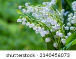 Small photo of Lily of valley. Flowering of lily of valley in spring in forest against background of green forest close-up, horizontal photo.