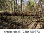 Small photo of A fallen large dry spruce in the forest, an impenetrable windbreak