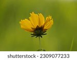 Small photo of Coreopsis lanceolata commonly known as lanceleaf coreopsis, lanceleaf tickseed, lance-leaved coreopsis, or sand coreopsis,is a North American species of tickseed in the family Asteraceae.