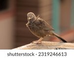 Small photo of Yellow-Billed Babbler - Argya affinis. Babbler bird in nice background. These birds have grey brown upper parts, a grey throat and breast with some mottling, and a pale buff belly