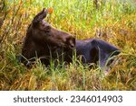 Small photo of Oxbow Bend - Grand Teton National Park - Wyoming - Close-up of a cow moose lying in a meadow of green and gold grasses. Her ears are cocked forward in rapt attention.