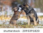 German Shepherd Dog Growls At A ...