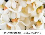 Small photo of Blooming branch of false acacia on a white background. Blooming clusters of acacia. Branches of black locust, Robinia pseudoacacia, false acacia.