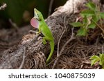 Green Anole Lizard Showing His...