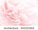 Unfocused Blur Rose Petals ...