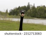 Goose hissing at camera - canadian goose attacking - goose tongue funny - tree lake background
