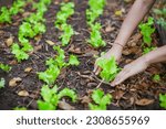 Tending to Growth: Gentle Hands Nurturing a Lettuce Plant in the