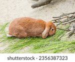 Small photo of Holland Lop, Lop-eared red rabbit lies neither green grass on the farm. Farming, life of animals in captivity.
