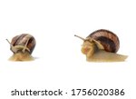 Two Brown Snails Isolated On...
