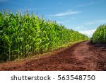 Plantation Corn