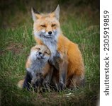 Small photo of The most common species of fox is a red fox which has almost 50 subspecies. You can find foxes on every continent, except for Antarctica. True foxes belong to the genus Vulpes within the family Canida