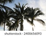 Small photo of Palm trees swaying in the sway of the breeze coming down from the mountains