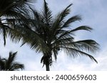 Small photo of Palm trees swaying in the sway of the breeze coming down from the mountains
