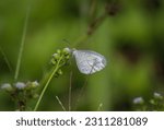 Small photo of Psyche (Leptosia nina) The Psyche is a small butterfly of the family Pieridae and is found in Southeast Asia and the Indian subcontinent.