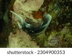 Small photo of Nudibranchs have gills on the outside of their bodies. The gills are colorful and some contain poison. The color and poison in the gills of nudibranchs comes from the food they eat.