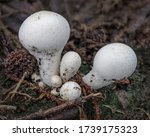 Stump Puffball Fungi ...