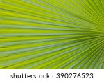 Texture Of Green Palm Leaf