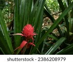 Small photo of Ananas comosus plant, pinapple pink inflorescence. Tropical fruit inflorescence