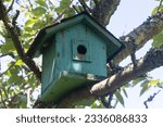 Green birdhouse in a tree during spring