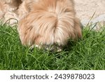 Small photo of Lhasa Apso dog eating grass in a garden to purge its stomach