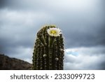 Small photo of A heartwarming spectacle unfolds with Bursts of Joy The Cheerful Blooming of Cactus Despite the harsh conditions, these resilient succulents bring forth a breathtaking display of colorful blooms.