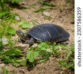 Painted turtle utilizing a...