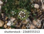 Small photo of This white microflower, possibly of the genus field peppergrass (Lepidium Campestre), could be used in a study symbolizing a beauty that stands upright in the face of life.