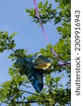 Small photo of Blue kite tangled in the green leaves of a tree. Summer fun gone awry. Disappointment. Lost.