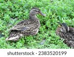 Small photo of Female mallard duck ducks. Summer outdoors. Brown feathers plumage. Close up. Detail. Wildlife wild bird birds. Birdwatching. Green plants weeds background. Waterfowl. Mallards.