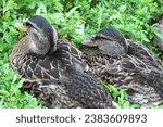 Small photo of Two female mallards resting hiding in weeds grass. Brown feathers plumage. Mallard duck ducks. Females. Close up. Pond lake park. Summer. Birdwatching. Waterfowl. Beautiful. Detail. Isolated.