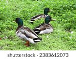 Small photo of Three male mallards. Mallard duck ducks. Green grass weeds. Park. Wild bird birds waterfowl. Summer. Green head heads. Beautiful feathers plumage. Yellow beak beaks. Wildlife. Orange webbed feet. Park