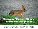 Small photo of Leap Year Day February 29 29th. Wild bunny rabbit jumping leaping. Outdoors bushes. Once every four years. Observance special calendar day. Concept banner nature. Cute animal. Bound bounding.