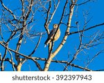 Small photo of This is one of the smallest falcons, sometimes known as a pigeon hawk. This one is perched in a tree near the Denali Highway in the Alaska Range.