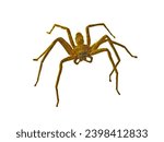 Small photo of A large spider stood motionless on the wall. It was photographed close-up with a macro lens. Makes it appear that there are many eyes. Hair growing all over the body Die cut into a white background.