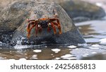 Small photo of Colorful red crab on the rock. Sally Lightfoot Crab on Rock on Galapagos Islands, Ecuador