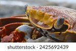 Small photo of Fresh crab. Colorful red crab on the rock. Sally Lightfoot Crab