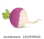 Turnip Vegetable Vector...