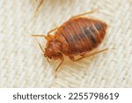 Parasitic bed bugs on the cloth
