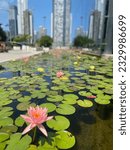 Small photo of Pink flower flouting on the water