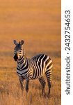 Small photo of Zebras are animals from Africa that are known for their black and white striped bodies. There are three species that still exist today, namely the Grevy's zebra, the plains zebra and the mountain zebr