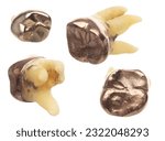 Small photo of Pulled Molar Tooth with gold crown to show many angle, advanced caries rotten tweezer on root bone so dentist has to pull tooth out. Long root teeth molar on white background isolated