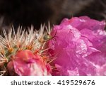 Pink Cactus Flower With Sharp...