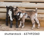 Two Baby Goats Cuddle In The...