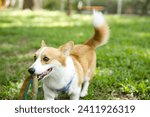 Small photo of close up long tail fluffy fatty fur corgi face with dog leash running , jumping , playing toy in dog park