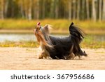  Yorkshire terrier with long hair running through autumn park
