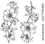 vector illustration of flowers... | Shutterstock .eps vector #1017796300