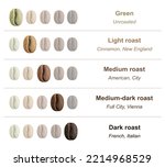 Small photo of Coffee infographic.. Various stages of roasting from the green bean through to a dark roast. Coffee beans isolated on white background.