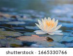 Beautiful  Thai Lotus That Has...