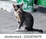 Moggie male cat sitting on concrete.