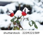 Rosehip berries under the snow